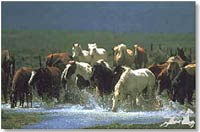Horse Play by Chris Marona